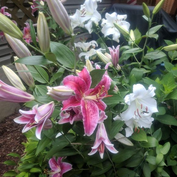 Meet your Posher, Joni - Picture 2 of 2